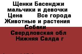 Щенки Басенджи ,мальчики и девочки › Цена ­ 1 - Все города Животные и растения » Собаки   . Свердловская обл.,Нижняя Салда г.